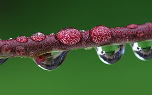 closeup photography of water droplets on red stem HD wallpaper